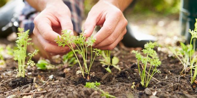 hands planting a garden